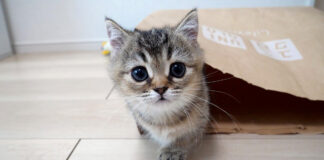お母さんを驚かせようとした子猫