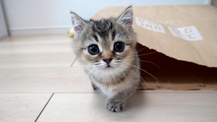 お母さんを驚かせようとした子猫