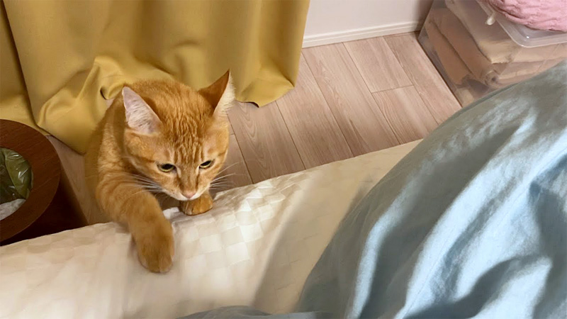 雷が怖い猫