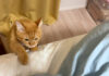 雷が怖くて布団に潜り込んでしまった猫。最強の布団バリアに安心したようで (*´ェ`*) 雷が怖い猫