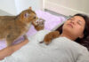 飼い主さんの隣で子育てする母猫