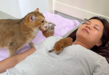 飼い主さんの隣で子育てする母猫