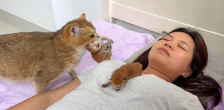 飼い主さんの隣で子育てする母猫