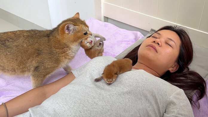 飼い主さんの隣で子育てする母猫