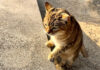 「ニャフニャフアウアウ」お喋りし続ける猫さんの感情が豊か過ぎる♪ おしゃべり好きの猫