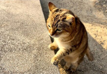 「ニャフニャフアウアウ」お喋りし続ける猫さんの感情が豊か過ぎる♪ おしゃべり好きの猫