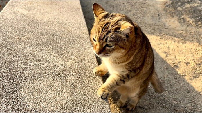 kanjoyutaka_neko_title おしゃべり好きの猫