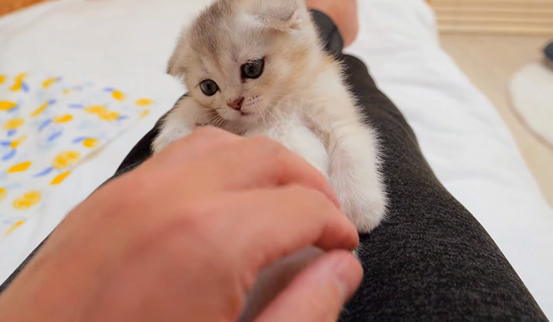 飼い主さんと遊ぶ子猫