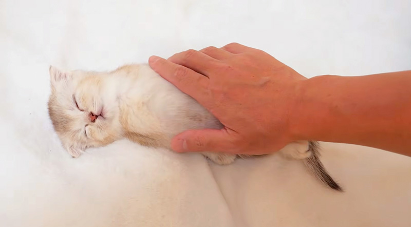 なされるがままの子猫
