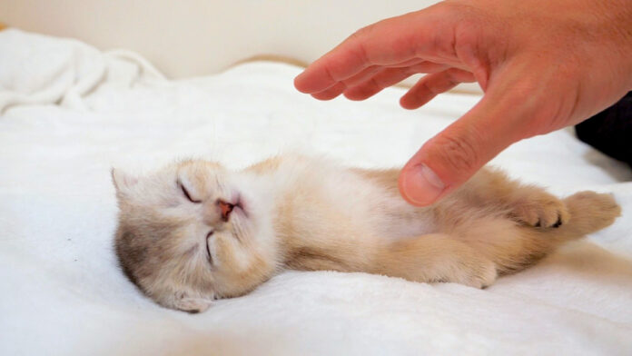 なされるがままの爆睡子猫