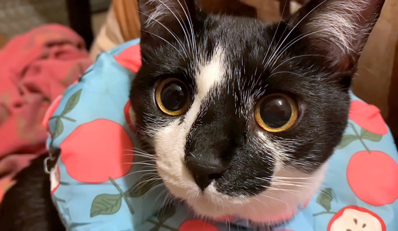 見つめる猫