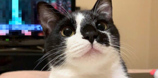 見上げる猫