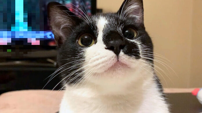 見上げる猫