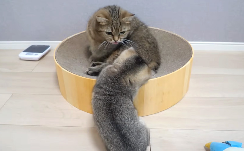 母猫に追い返された子猫