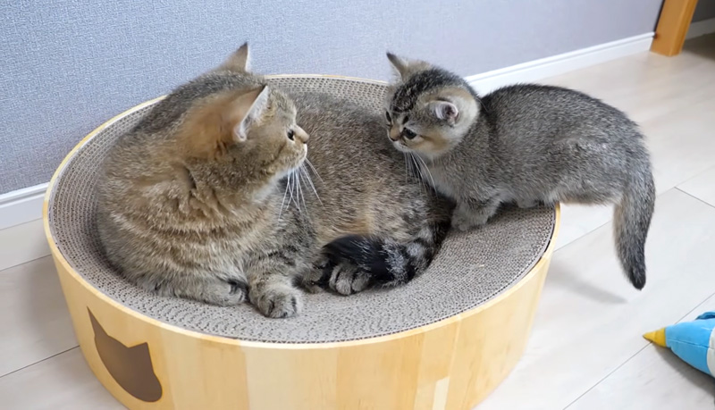 毛づくろい待ちする子猫