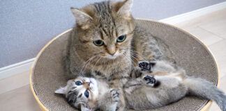 毛づくろい待ちする子猫