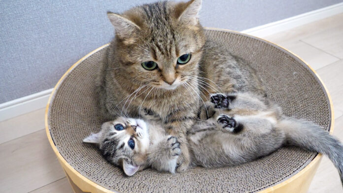 毛づくろい待ちする子猫