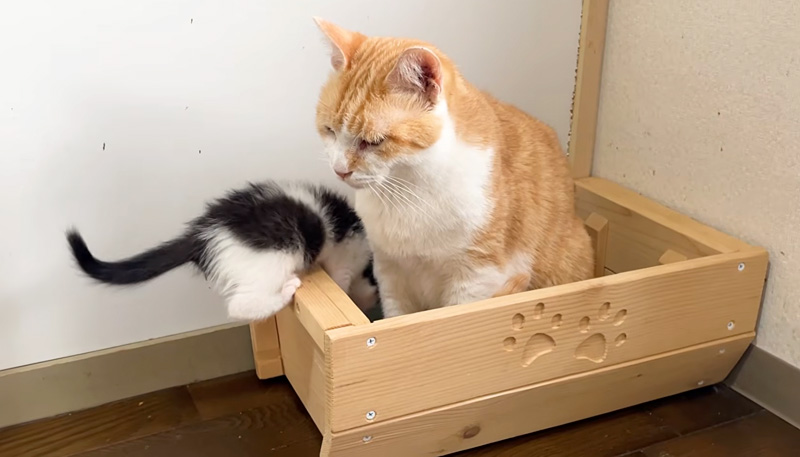 先住猫が大好きな子猫