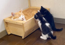 先住猫を起こさないように気を遣う子猫達の姿がとっても可愛かった (*´ω`*)♡ 先住猫を気遣う子猫達