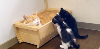 先住猫を気遣う子猫達