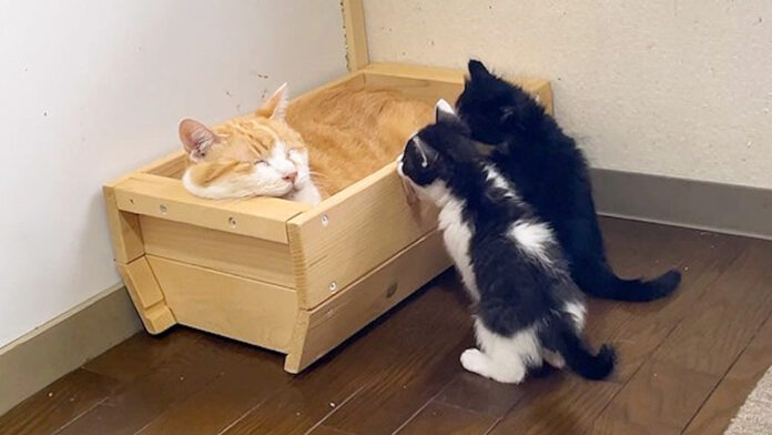 先住猫を気遣う子猫達