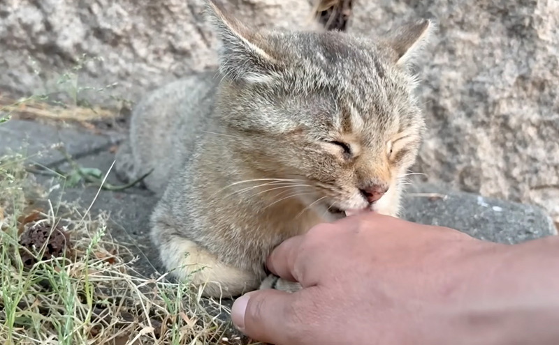 ペロペロする猫