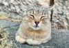 香箱座りする猫