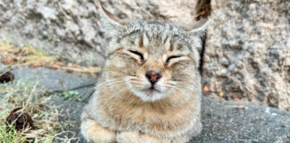 香箱座りする猫