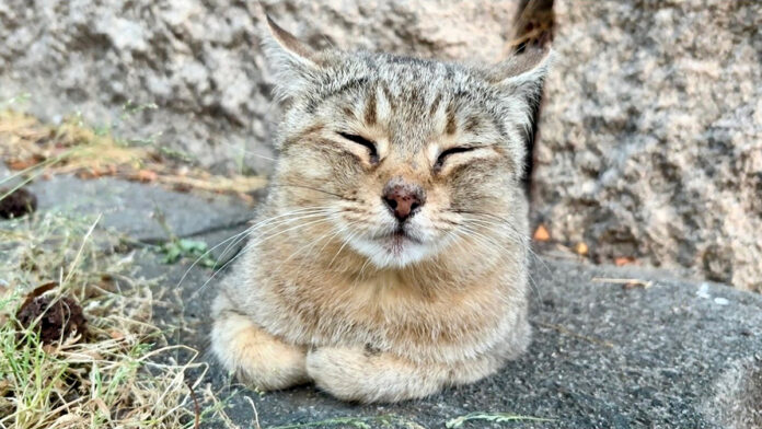 香箱座りする猫