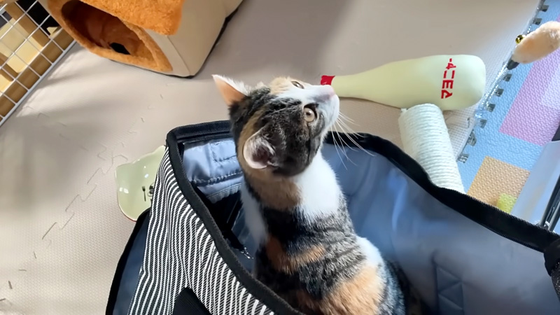 里親さんの家に来た保護子猫