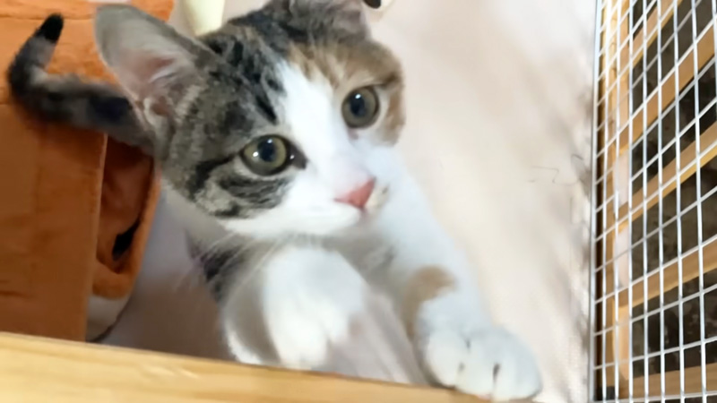 新しい家に慣れてきた子猫