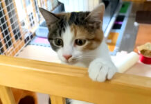 「ここはどこ?」里親さんの家に着いた子猫。見慣れない場所に緊張するも愛らしい姿を見せてくれた♡ 里親さんの家に行った猫