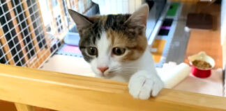 里親さんの家に行った猫