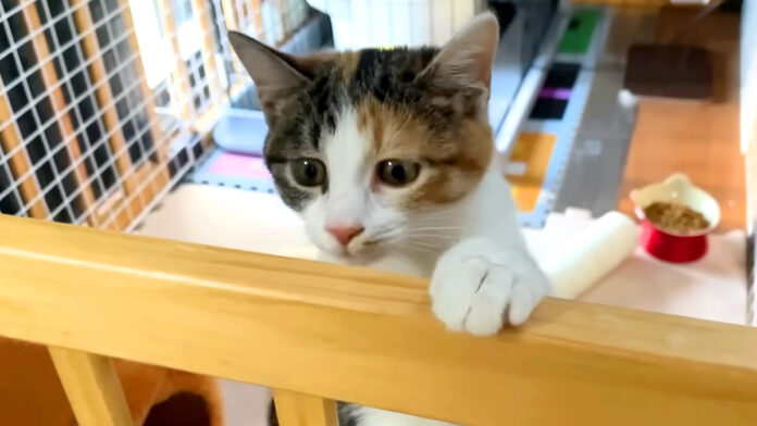 里親さんの家に行った猫