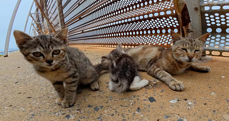 防波堤で出会った猫の親子
