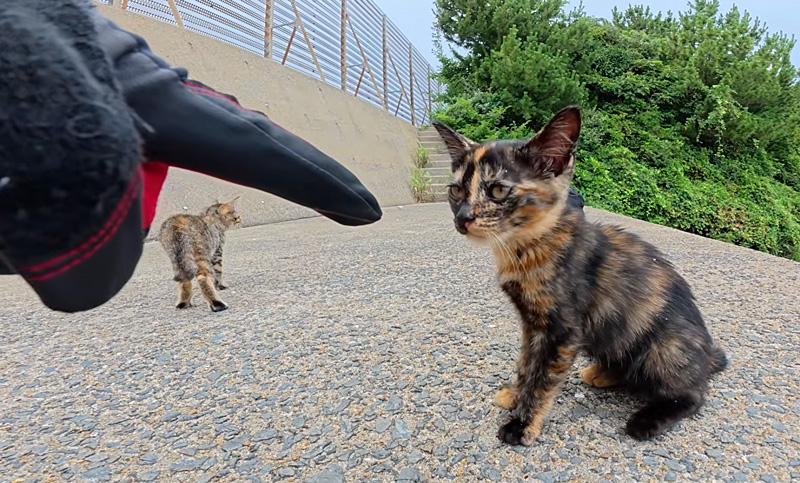 人間を警戒する子猫達