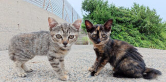 母猫に子猫達の子守りを任される