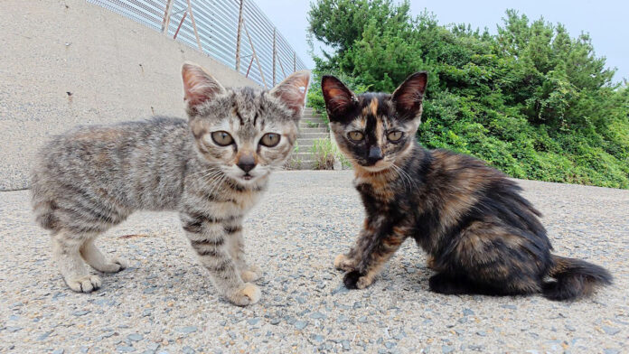 komorimakase_neko_title 母猫に子猫達の子守りを任される