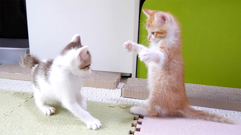 子猫アタックが炸裂