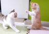 子猫アタックが炸裂