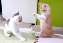 子猫アタックが炸裂
