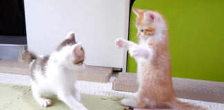 子猫アタックが炸裂