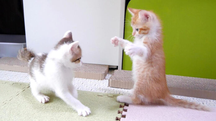 子猫アタックが炸裂