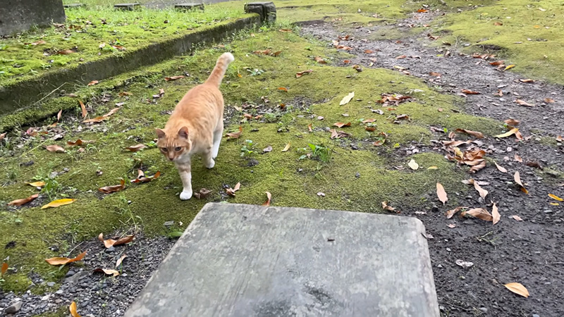 近づいてきた猫