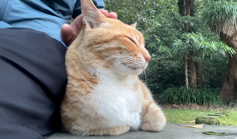 ナデナデを堪能する猫