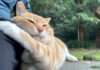 くっつく猫