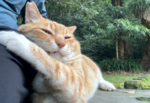 くっつく猫