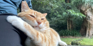 くっつく猫