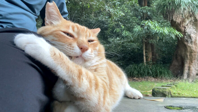 くっつく猫