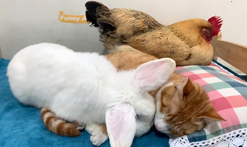 猫に毛づくろいされるウサギ